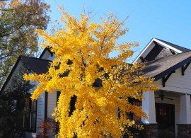 autumn_gold_ginkgo_biloba_8 (1)